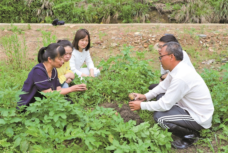 周宁：田间“护薯战” 助力马铃薯稳产增收