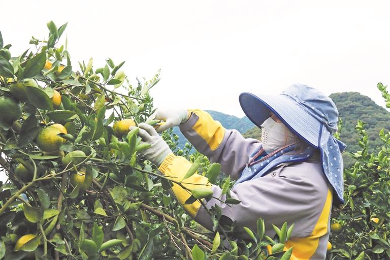 ��������걸���֦ͷ �����б�ͷ