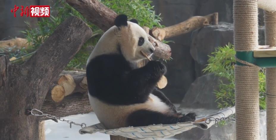 ������è����5ֻ����è��Ƶ���� ���֡��Բ������˰�