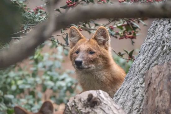 ���й������ܿ������͸ش�ʦ��������