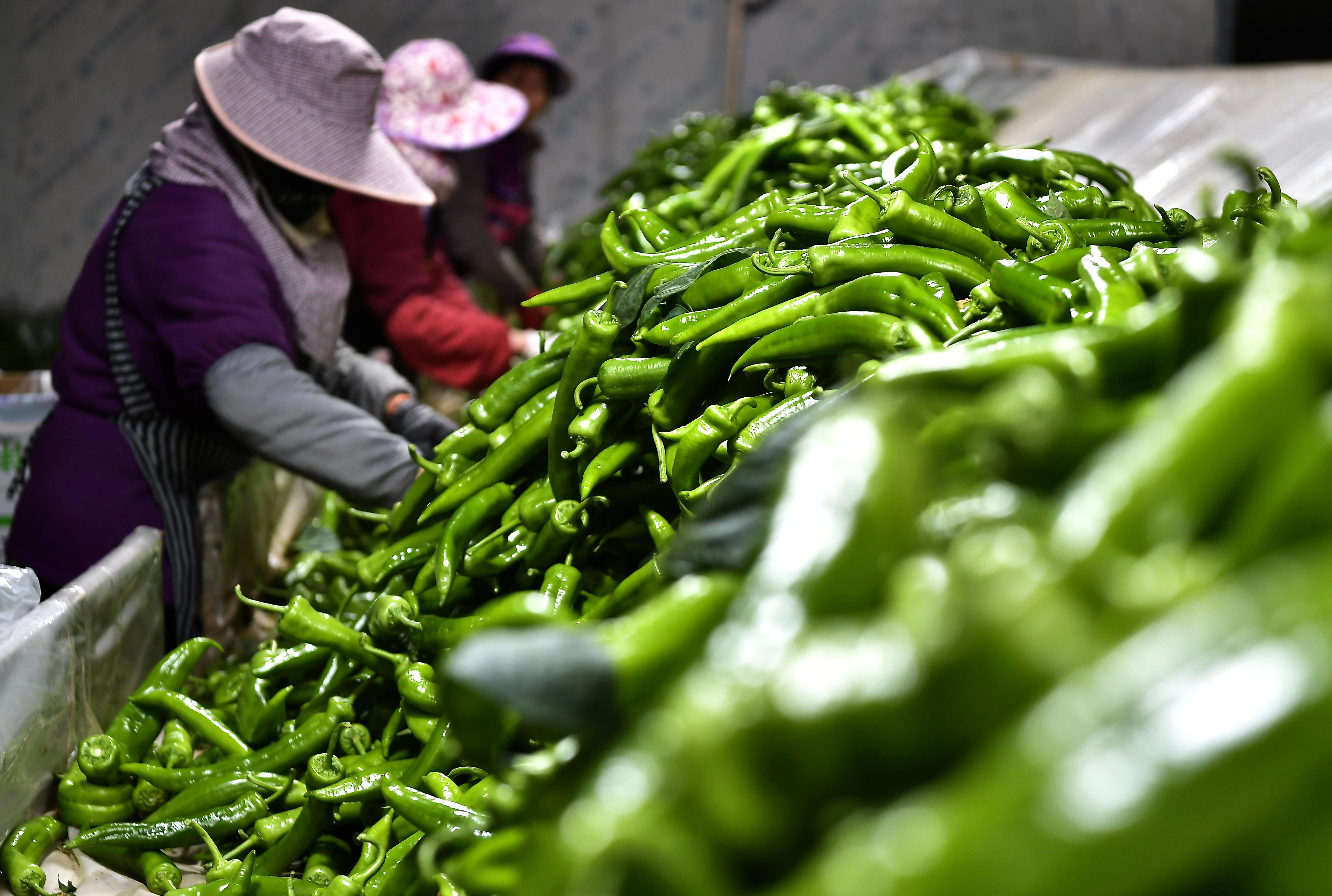 ���縣�����壺�⽷ӭ����