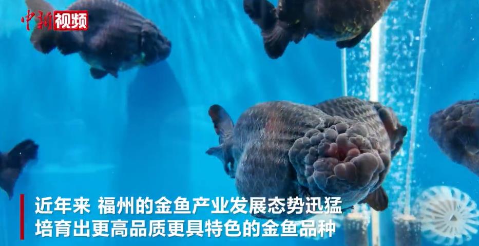 ��600β������㡰�Ρ���������������չ��