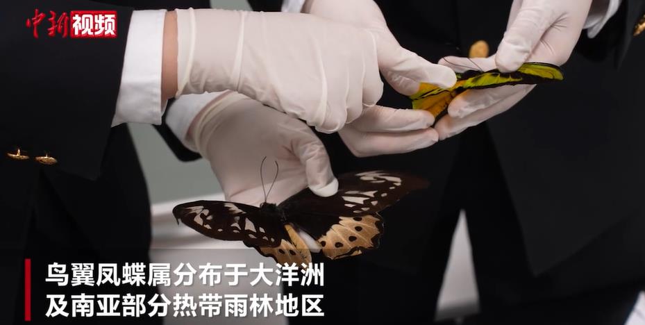 ���ź��ؽػ�43ֻ��Σ�����걾