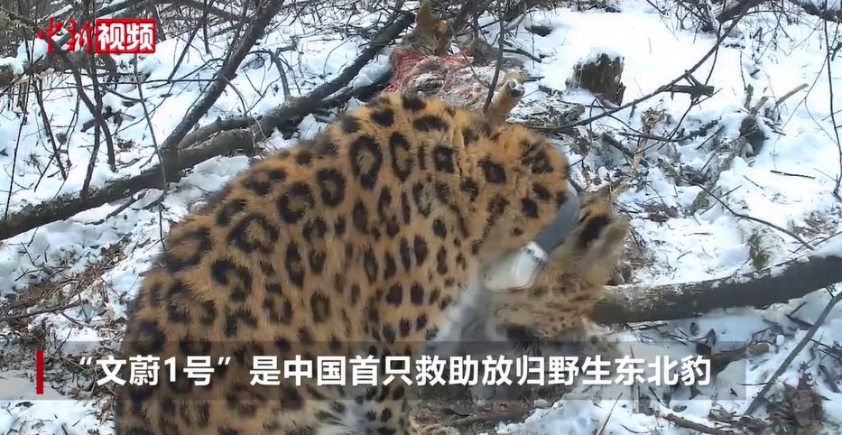 ��־����β�������Ź�Ұ���ɹ�����