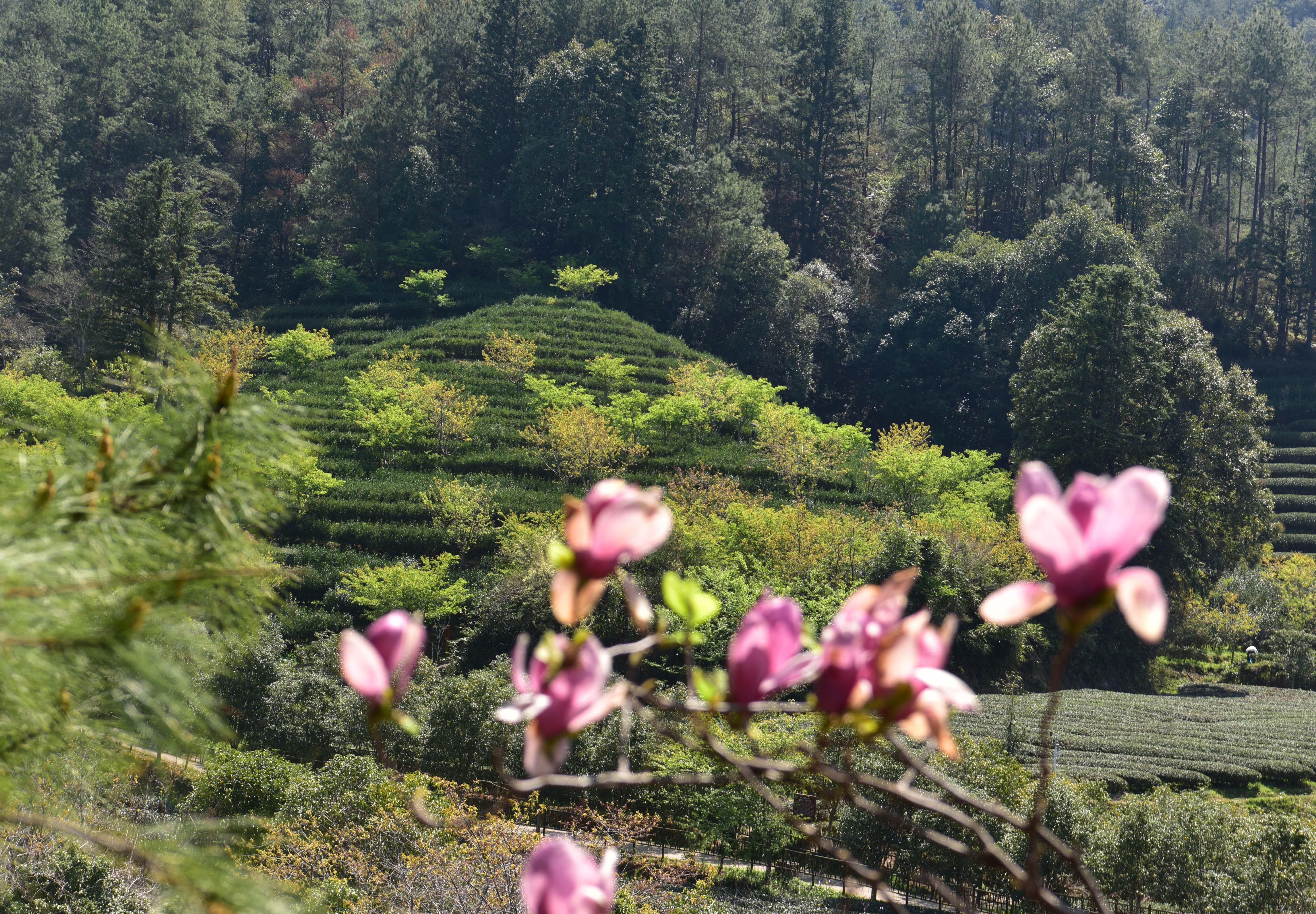 ����ɽ�������̬��԰��������ӳ ��̬�ֲ�������