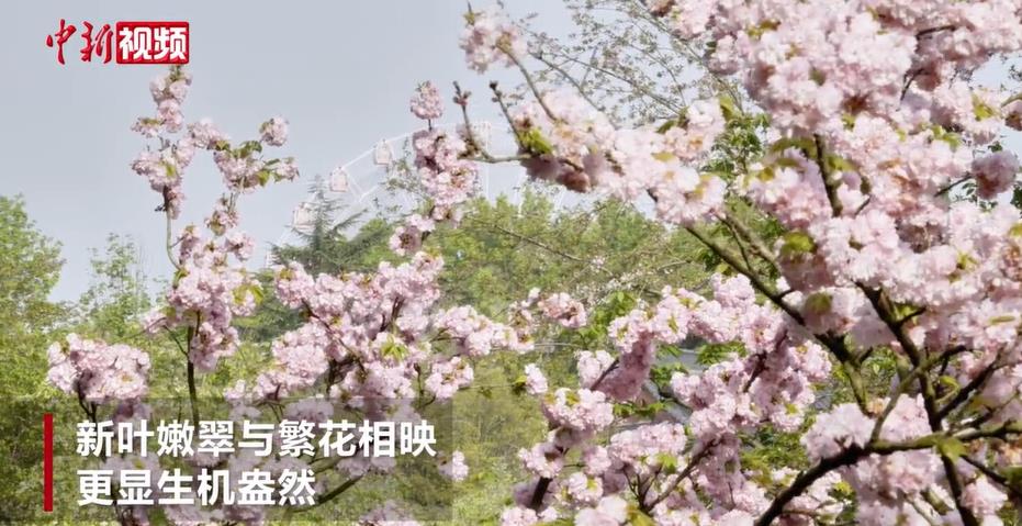 ������ӣѹ�����ţ����������뻭��