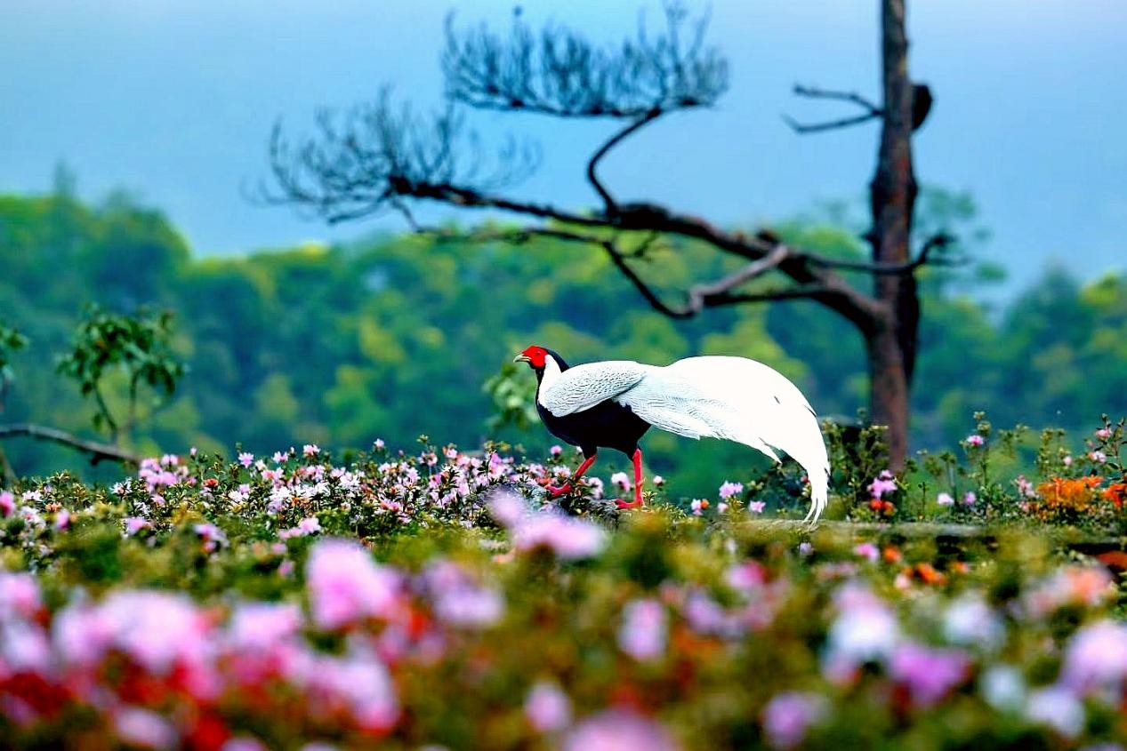 ����������������Ȼ�뻨�� ��̬���������