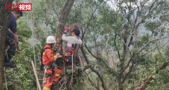 惊险！福州一男子爬树剪枝被砸 困在十米高树上