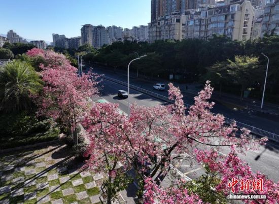 121գݵ·ֲľ޽ʢڣöųһĨɫʡ˻Ƭ ű 