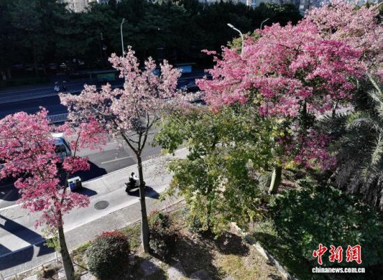 121գݵ·ֲľ޽ʢڣöųһĨɫʡ˻Ƭ ű 