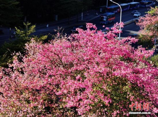 121գݵ·ֲľ޽ʢڣöųһĨɫʡ˻Ƭ ű 