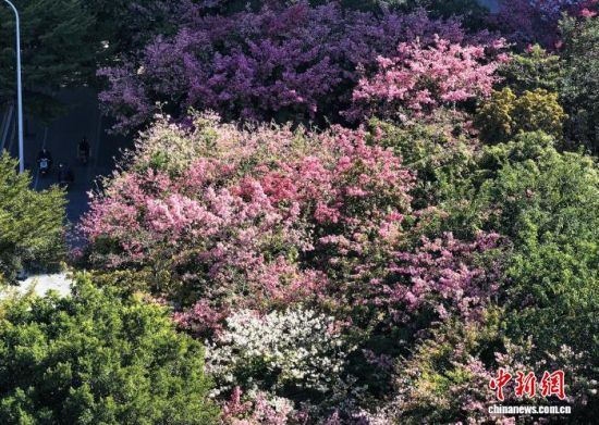 121գݵ·ֲľ޽ʢڣöųһĨɫʡ˻Ƭ ű 