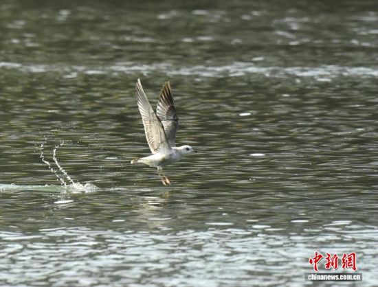 ��ͨ��Ÿ�ӹ�ˮ�档������ ��