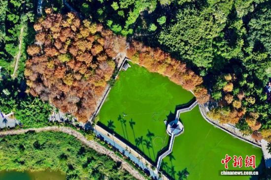 12��29�գ����и���ݹ���ɭ�ֹ�԰����װ������ˮɼ�֡���͸��ˮɼ������Ȼ��ɫ�̣���Ͷ��ձ��·�⡣�����˻���Ƭ����������� ������ ��