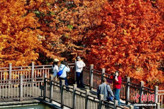 12��29�գ����и���ݹ���ɭ�ֹ�԰����װ������ˮɼ�֡���͸��ˮɼ������Ȼ��ɫ�̣���Ͷ��ձ��·�⡣�����˻���Ƭ����������� ������ ��