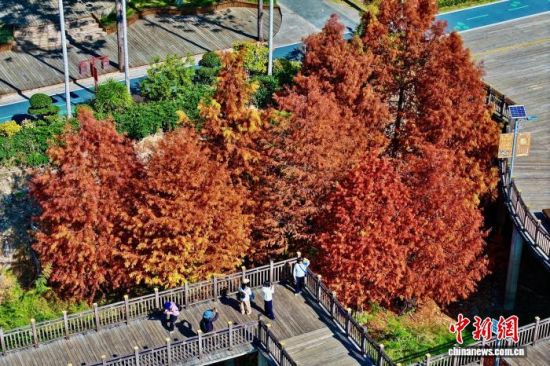 12��29�գ����и���ݹ���ɭ�ֹ�԰����װ������ˮɼ�֡���͸��ˮɼ������Ȼ��ɫ�̣���Ͷ��ձ��·�⡣�����˻���Ƭ����������� ������ ��