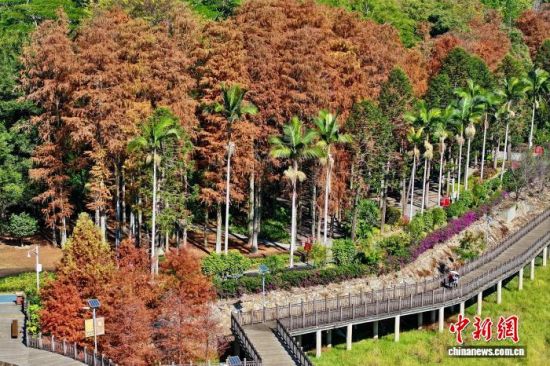 12��29�գ����и���ݹ���ɭ�ֹ�԰����װ������ˮɼ�֡���͸��ˮɼ������Ȼ��ɫ�̣���Ͷ��ձ��·�⡣�����˻���Ƭ����������� ������ ��