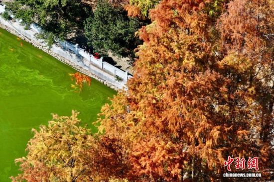 12��29�գ����и���ݹ���ɭ�ֹ�԰����װ������ˮɼ�֡���͸��ˮɼ������Ȼ��ɫ�̣���Ͷ��ձ��·�⡣�����˻���Ƭ����������� ������ ��