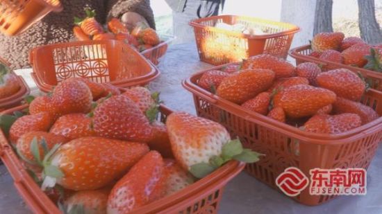 ��ݮ�ʺ챥����ɢ�������˵�����