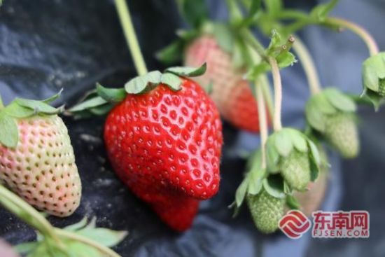 ��ݮ�ʺ챥����ɢ�������˵�����