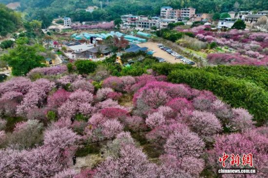 2��6�գ��������������ع��д��÷��ӭ��ʢ���ڣ���ɽ÷���ε����ţ�������ϼ��չɽ�䣬����ʤ�ա�(���˻���Ƭ)��������� ������ ��