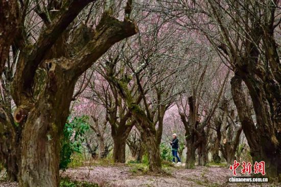 ͼΪ�ο���÷������÷����������� ������ ��