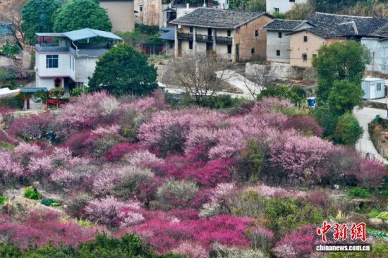 2��6�գ��������������ع��д��÷��ӭ��ʢ���ڣ���ɽ÷���ε����ţ�������ϼ��չɽ�䣬����ʤ�ա�(���˻���Ƭ)��������� ������ ��