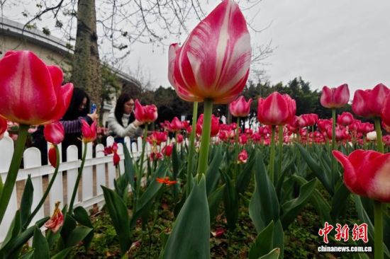 2��23�գ�������ο͹ۿ������㻨չ����������� ������ ��