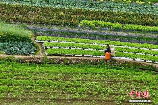 ͼΪ�����ڸ���������������߲˻��������������˻���Ƭ����������� ������ ��