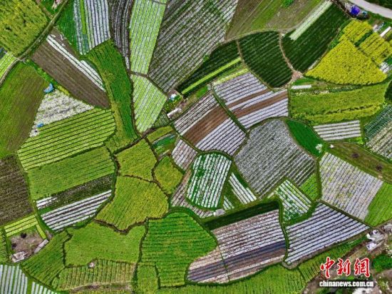 ͼΪ���к��ĸ���������ɫ�ʰ�쵵���Ұ�������˻���Ƭ����������� ������ ��