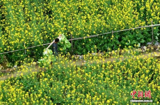 ͼΪ�����ڸ���������������߲˻��������������˻���Ƭ����������� ������ ��