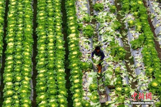 ͼΪ�����ڸ���������������߲˻��������������˻���Ƭ����������� ������ ��