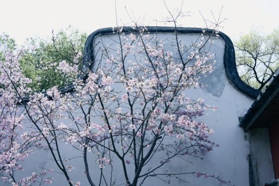 ��ʯɽ��ӣ������ɫ ��