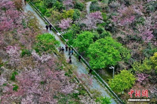 3��17�գ��ο��ڸ���ʡ�����ص�ӣũ������ʢ������ӣ�������˻���Ƭ����������� ������ ��