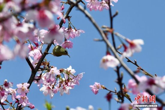 3��17�գ�����ʡ�����ص�ӣũ����С����ӣ��������ʳ����������� ������ ��