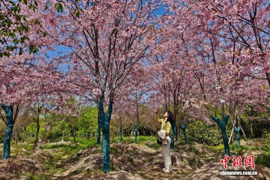 3��17�գ��ο��ڸ���ʡ�����ص�ӣũ������ʢ������ӣ����������� ������ ��