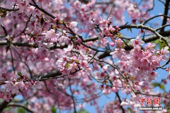 3��17�գ�����������ӣ���Ŵ���Ũ����������� ������ ��