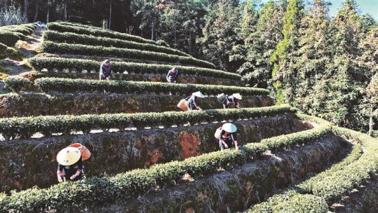 �����ɲ�æ