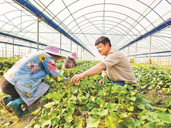 ������һ���߲˴����ڣ�ũ���ڹܻ���Ʒ�ָ�������ˮ�� ��