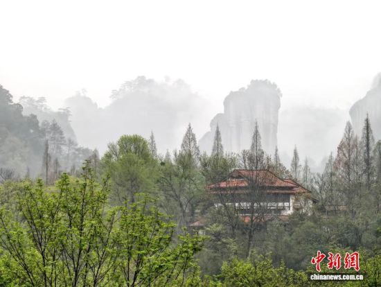 3月22日，福建南平，烟雨笼罩下的武夷山，在云雾中朦朦胧胧若隐若现，宛若水墨画境，美不胜收。中新社记者 张斌 摄