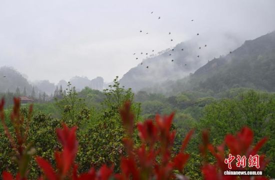 3月22日，福建南平，烟雨笼罩下的武夷山，在云雾中朦朦胧胧若隐若现，宛若水墨画境，美不胜收。中新社记者 张斌 摄