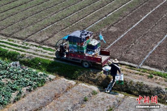 3��25�գ���ũ�ڸ���ʡ��������ͨ���߲˻���ת���߲ˡ�(���˻���Ƭ)��������� ������ ��