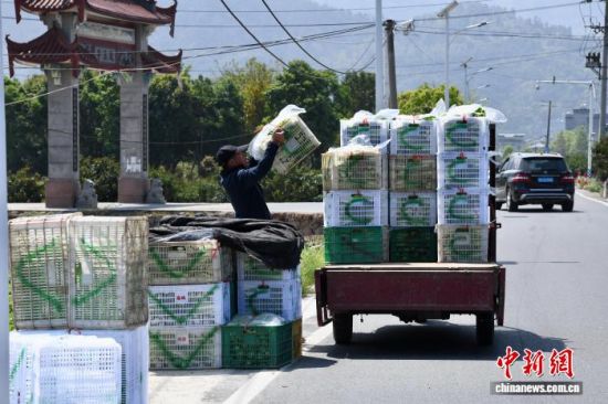 3��25�գ���ũ�ڸ���ʡ��������ͨ���߲˻���ת�˷ּ�õ��߲ˡ���������� ������ ��