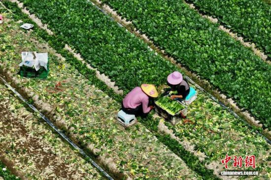 3��25�գ���ũ�ڸ���ʡ��������ͨ���߲˻���������(���˻���Ƭ)��������� ������ ��