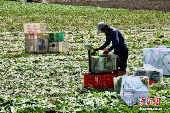 3��25�գ���ũ�ڸ���ʡ��������ͨ���߲˻��ضԲ��յ��߲˽��г��طּ���������� ������ ��