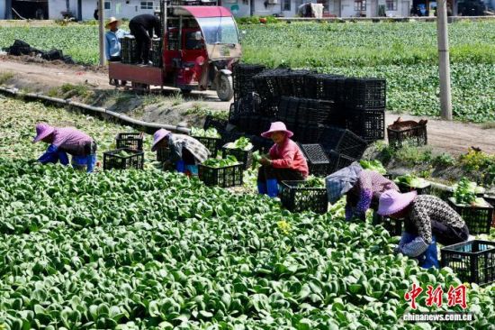 3��25�գ���ũ�ڸ���ʡ��������ͨ���߲˻��ز�ժ�߲ˡ���������� ������ ��