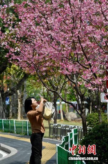 3��27�գ��������ݣ���ͷ������ʢ������פ������������������ ������ ��