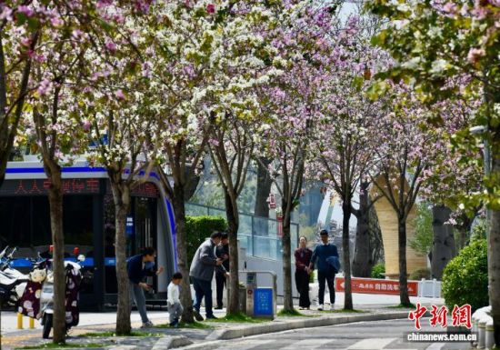 3��27�գ��������ݣ����������ڷ���ʢ�������е��ϡ���������� ������ ��