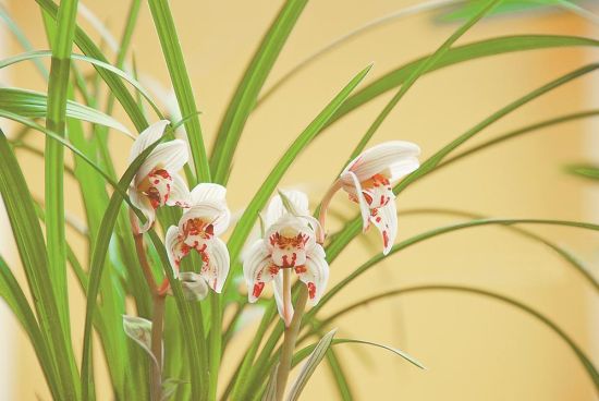 ʢ���е��Ͼ�������Ʒ���������� ��־�� ��