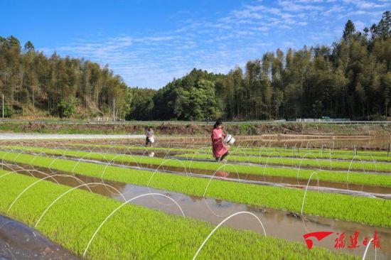 4��1�գ��ڽ�����Ϫ�����Ԫ��߱�׼���ֻ��أ�ũ�������������Ϊ����ĸ������ʩ�ʡ��������������ƹ�����������������Ч�ʴ����������ͳһĶ���ؽ��ܹ�Ӧ12��15Ķ��������������ɹ�Ӧ80Ķ���������������׳�������е������������ ׯ���� ��